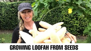 Growing Loofah LuffaSponge Urban Farming how to grow luffa [upl. by Jez538]