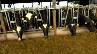 Dairy Farming Documentary [upl. by Ahseiyn]