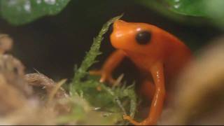 Golden Mantella Mantella aurantiaca Calling [upl. by Pinter]