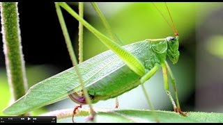 Understanding Insect Sounds Natures Orchestra [upl. by Martinsen]