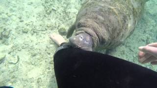 Curious Baby Manatee [upl. by Darda739]