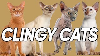 Seven Cat Breed that are TOTALLY Clingy [upl. by Micro]