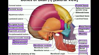 Anatomy  The Human Skull [upl. by Farand]