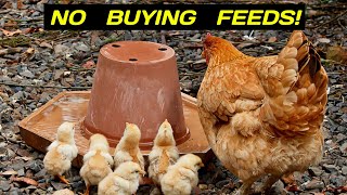 Profitable Poultry Farm WITHOUT BUYING FEEDS  Part 1 Is it Possible [upl. by Hassadah219]