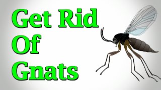 How To Get Rid Of Gnats In The House and Houseplants [upl. by Combes]