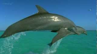 Beautiful Dolphins Jumps HQmp4 [upl. by Astra71]