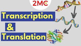 Transcription amp Translation  From DNA to RNA to Protein [upl. by Ettennej]