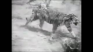 Sumatran Tiger vs African Lion Fight  New Footage  It was the lion who actually ran in the end [upl. by Knowlton]