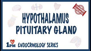 Hypothalamus amp Pituitary Gland [upl. by Suinotna]