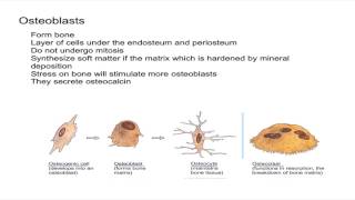 Osteogenic Cells and Osteoblasts [upl. by Calbert]