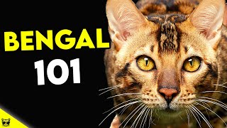 Must Watch BEFORE Getting a BENGAL CAT  Bengal Cat 101 [upl. by Lunna529]