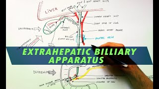 Extrahepatic Biliary Apparatus  Cystohepatic Triangle  Anatomy Tutorial [upl. by Sternlight]