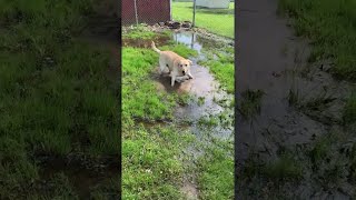 Lab with Cerebellar Hypoplasia Loves Splashing in Puddles  ViralHog [upl. by Asiralc690]