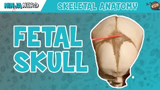 Fetal Skull Fontanelles Anatomy [upl. by Noseaj]