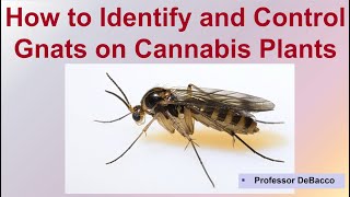 How to Identify and Control Gnats on Cannabis Plants [upl. by Harry496]