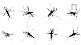 The mystery of mosquito flight [upl. by Aiki]