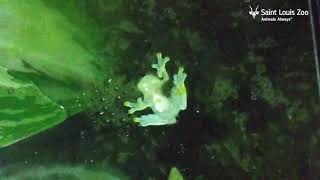 Glass Frog call at the Saint Louis Zoo [upl. by Tadio]