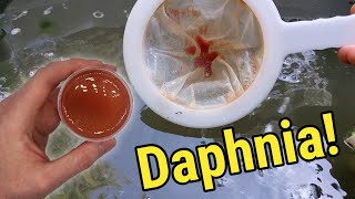 How I Culture Daphnia In Outdoor Tubs [upl. by Nylzzaj]