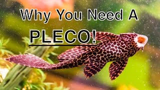 The Benefits Of Having A Pleco In Your Aquarium [upl. by Hamel]