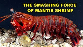 The Smashing Force of Mantis Shrimp [upl. by Stronski]