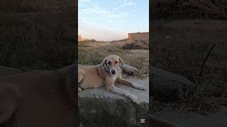 Cute doggy song music rap amnabibivlogs animals naturelovers abvlogs [upl. by Bertold]