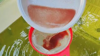 How to culture daphnia  Daphnia culture  How to grow daphnia outdoor [upl. by Puritan691]