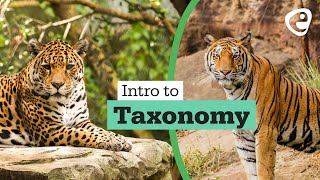 Introduction to Taxonomy [upl. by Audrie]