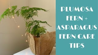 Plumosa  Asparagus Fern Indoor Care Tips [upl. by Aehsan]