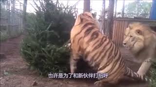 Siberian Tiger vs African Lion Fight Siberian Tiger is the Winner [upl. by Jemimah]