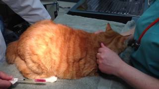 Quadriceps Intramuscular Injection in a Cat to AVOID PARALYSIS [upl. by Rosdniw]