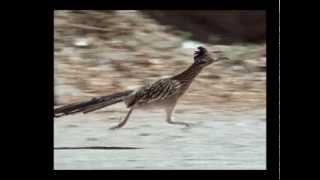 Roadrunner 26 mph [upl. by Adohr]