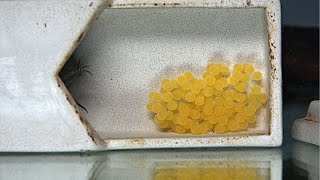 How to Breed Plecos 101 The Secret Sauce 4K [upl. by Rorry]