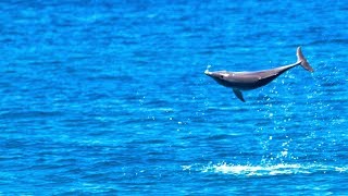 Jumping dolphins [upl. by Eseekram]