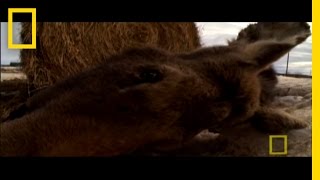 Ticks Can Kill Moose  National Geographic [upl. by Faulkner650]