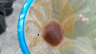 How to culture daphnia moina in a small container Part 1 English Subtitle [upl. by Aeriel]