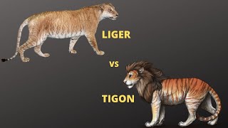 Liger vs Tigon who will win  Jungle Safari [upl. by Nojel714]