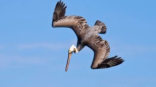 PELICANS DIVE BOMBING FOR FISH [upl. by Revart]