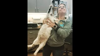 Cats Who HATE The Vet A Compilation [upl. by Einnep]