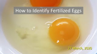 How to Identify Fertilized Eggs [upl. by Avner]