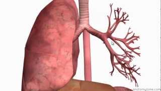 Respiratory System Introduction  Part 2 Bronchial Tree and Lungs  3D Anatomy Tutorial [upl. by Ellicul]