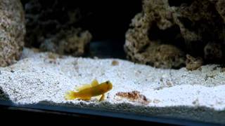 Yellow Watchman Goby and Tiger Pistol Shrimp Initial Pairing Pair First Time [upl. by Lebbie]