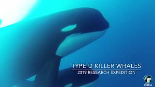 Exclusive Underwater Footage Captured of Type D Killer Whales Orcinus orca off Cape Horn Chile [upl. by Bartolomeo]