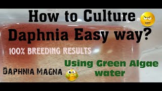 Daphnia MagnaHow to Culture Daphnia Easy wayCulturing Daphnia using Green water Daphnia [upl. by Mungam]