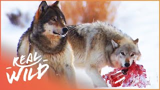 The Wild Wolves Of Yellowstone  The War Of The Wolf Packs Part 2  White Wolf  Real Wild [upl. by Jobi]