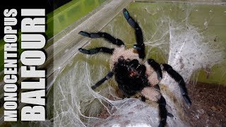 Monocentropus balfouri pairing [upl. by Eldorado]