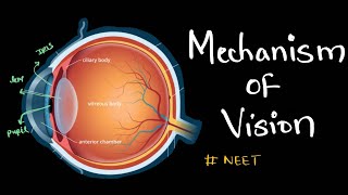 Mechanism of vision Concept based on NCERT class 11 Biology neet [upl. by Hawker]