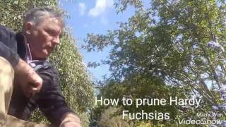 How to prune Hardy Fuchsias [upl. by Amhsirak]