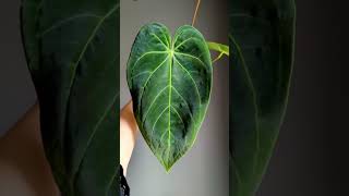 Anthurium magnificum x papillilaminum [upl. by Ynnos]