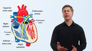 The Cardiovascular System An Overview [upl. by Lem]