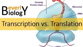 Transcription vs Translation [upl. by Auhso]